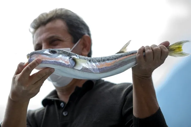 Balıkçıların yeni korkulu rüyası oldular! Balon balığından sonra onlar da ağları parçalıyor