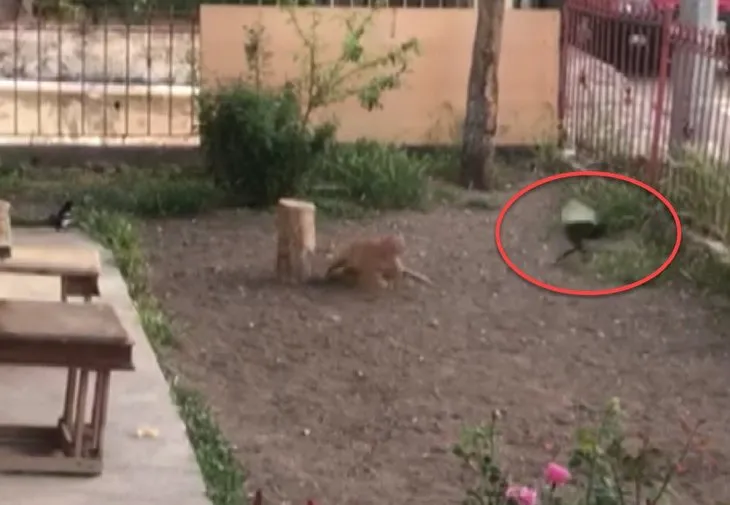 Saksağan kuşunun gazabına uğradı! Ankara'da vatandaşlar anbean görüntüledi