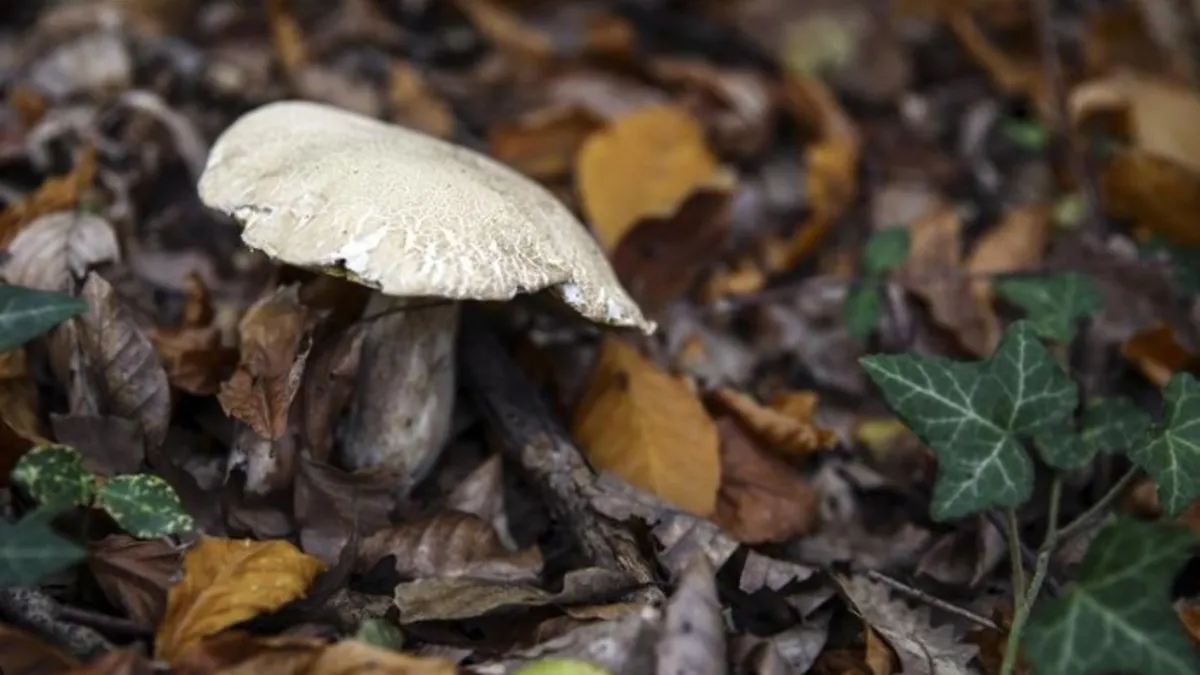 Bursa'da mantar toplamak isterken ormanda kayboldu