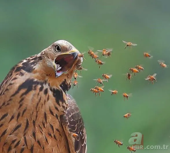 Böylesini daha önce hiç görmediniz 18