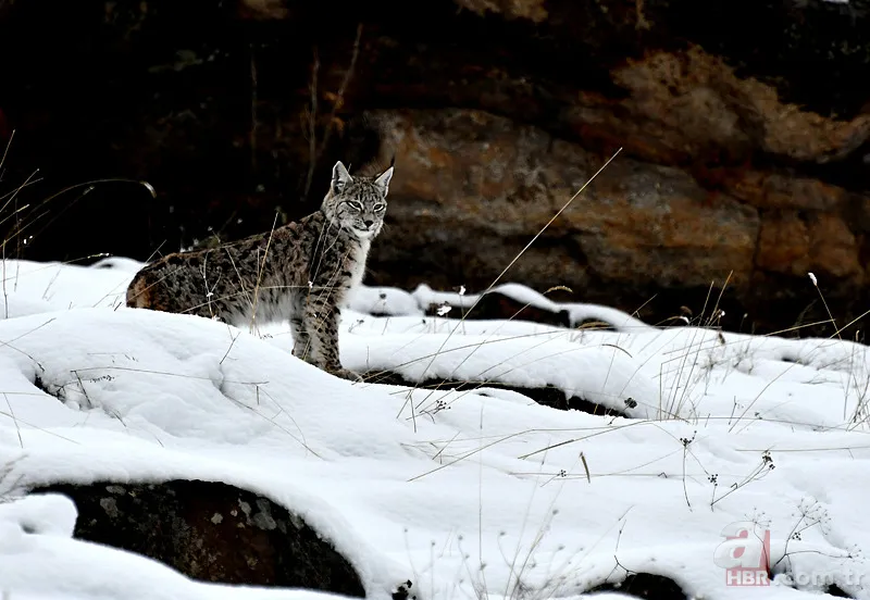 Nesli tehlike altındaki Kafkas vaşağı gündüz avlanırken görüntülendi! Vahşi doğa belgesellerini aratmadı 14