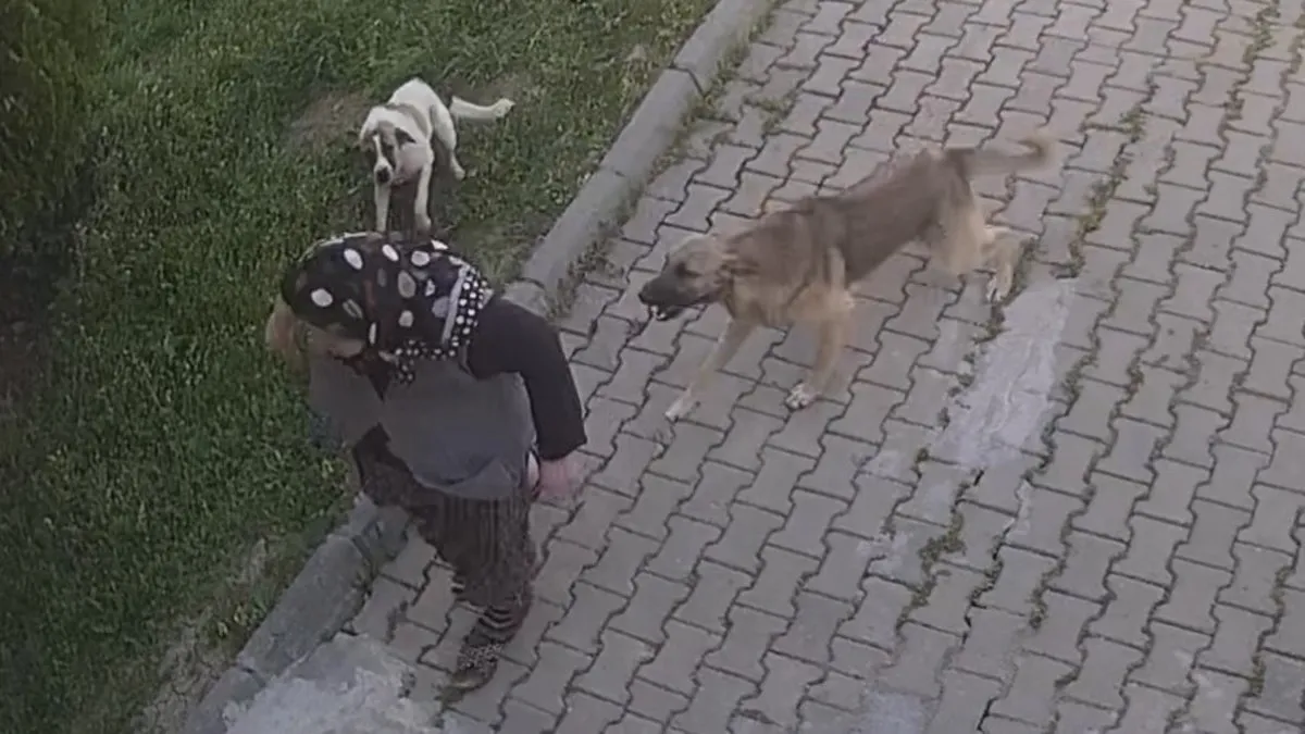 Başıboş köpek dehşeti kamerada Yaralanan kadın tanınmaz hale geldi