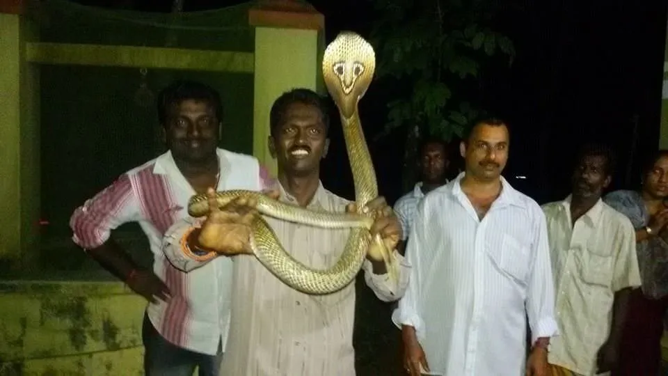 Специалист по змеям. Повелитель змей. Vava Suresh Wiki.