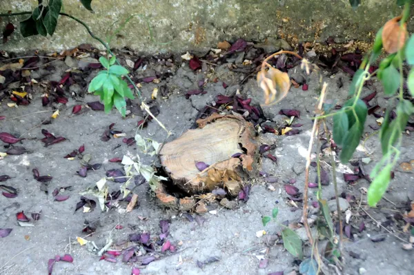 Abbasağa Parkı’nı kaderine terk ettiler! CHP’li Beşiktaş Belediyesinden skandal savunma