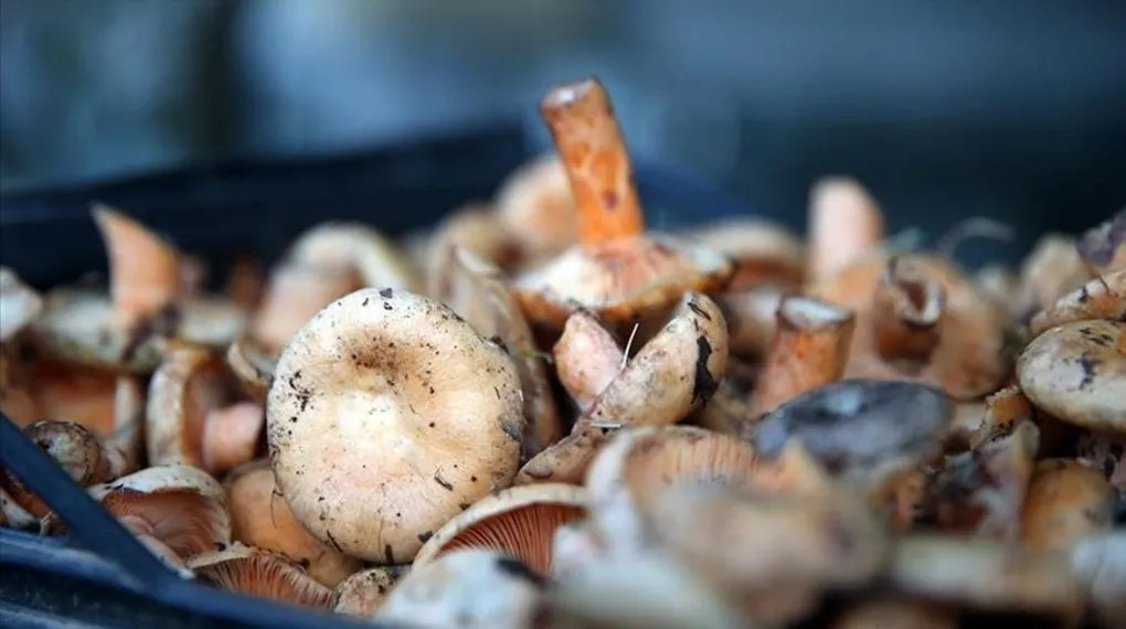 Mantar yetiştiriciliğine ilgi artıyor