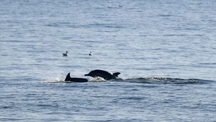 hava-durumu-istanbulda-kuvvetli-yagis-alarmi-5-gunluk-harita-netlesti-hem-yagacak-hem-de-esecek-13-17-eylul-20-1757770926331.jpg 4 gün denize girmek yasaklandı (AA)