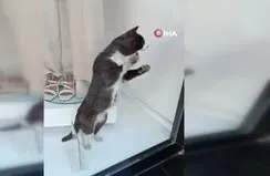 Mahsur kalan kedi camı tırmalayarak yardım istedi