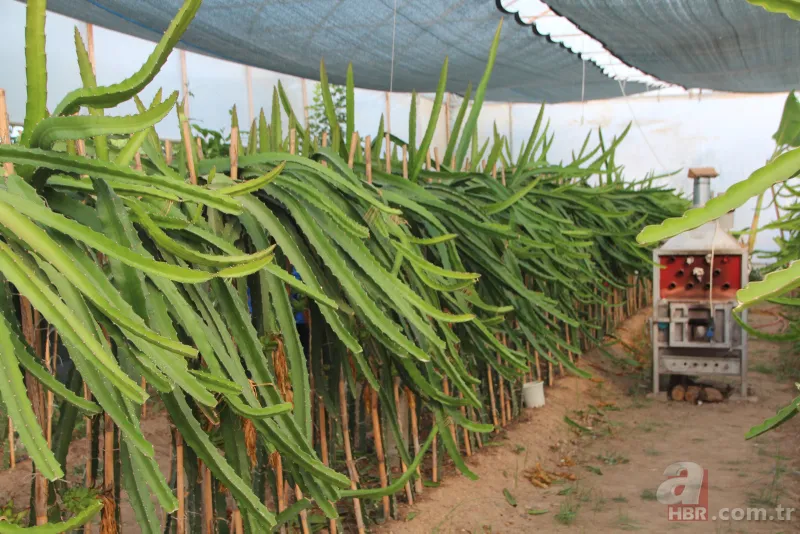 Yetiştirmek için serasına kamera koydu! Fiyatı el yakıyor: Gözümüz gibi bakıyoruz 7