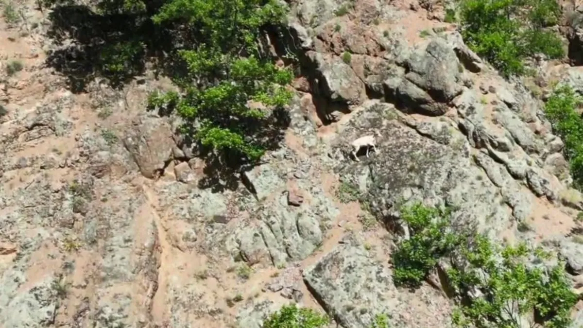 Nadir rastlanılan beyaz dağ keçisi kendisini Artvin'de gösterdi