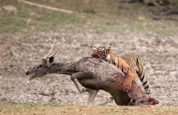 Dağ keçisinin zor anları! Hakkari'deki yoğun kar yağışı onları da olumsuz etkiledi 19