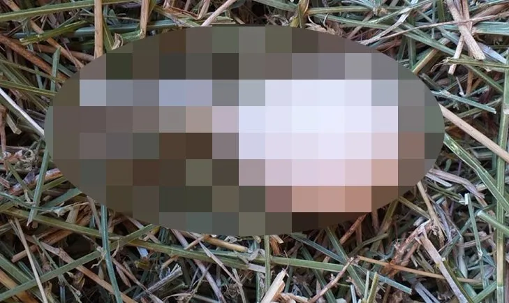 Kümese gidince neye uğradığını şaşırdı! Bakın tavuk ne yumurtladı?
