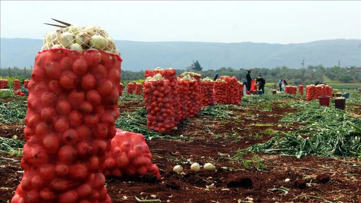 Bazı sebzelerin ambalajlama standartlarında değişiklik
