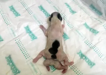 6 bacakla dünyaya geldi! Organ yetmezliğinden öldü