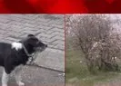 Ankarada köpek katliamı!