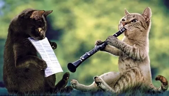 2011 takvimi için kedi orkestrası