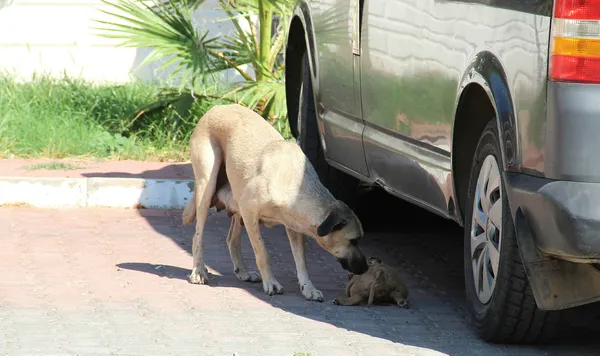 1630164255769.jpg Antalya'da canilik: 5 yavru köpek önce zehirlendi ardından yakıldı - 2