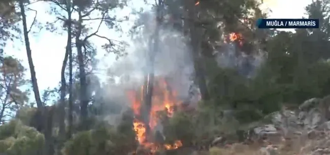 Kızıl Çam ormanları kül oluyor! A Haber’de tüm Türkiye mesaj: Ormanlarımıza sahip çıkalım