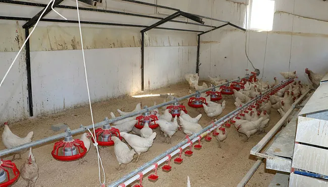 Afyonkarahisar'da okul bahçesindeki kümesten sağlanan yumurtalar öğrencilere burs oldu - 2