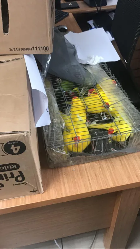 Kaçak papağan operasyonu: 45 papağana el konuldu - 2