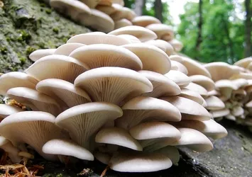 Türkiye'de hastanelik eden yeni bir mantar türü bulundu