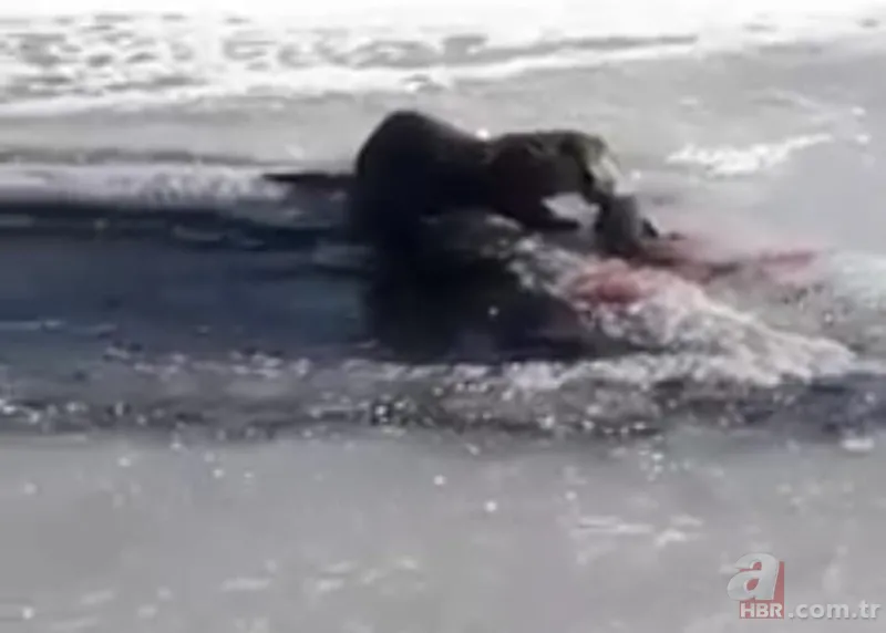 O ilimizde kıyıya yaklaşınca fark edildi! Hemen telefona sarıldılar 16
