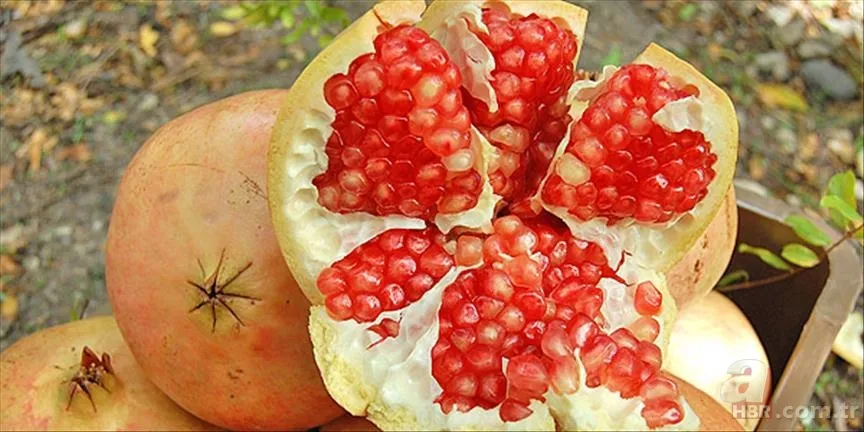 Bereket Narı nedir? 21 Aralık Nar Kırma Geleneği neden, nasıl yapılır? NAR Kırmak kimin adeti? 6