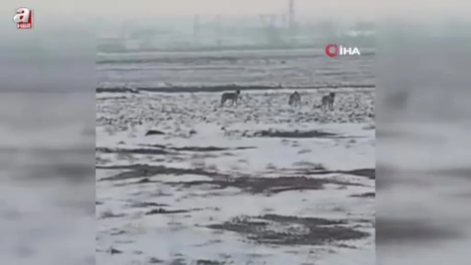 Aç kalan kurt sürüsü Iğdır ovasına indi