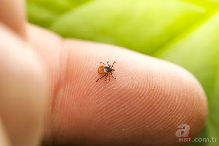 Hızla artıyor! Koronavirüsten daha ölümcül! Kırım Kongo Kanamalı Ateşi (KKKA) hastalığı nedir? Belirtileri neler? 5