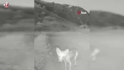 Tunceli’de yaban hayatı kameraya yansıdı