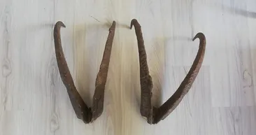 İhbara giden ekipler gözlerine inanamadı! Ev sahibine 513 bin lira ceza