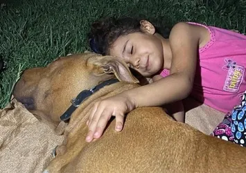 Pitbull saldırısında yaralanan Asiye Ateş ameliyat oldu! Küçük kızın son durumu nasıl?