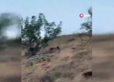 Çoban ayıyı bağırarak korkuttu