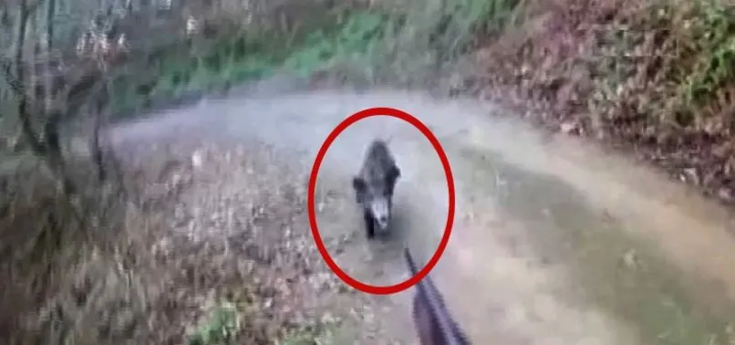 Çanakkale'de avlamak istediği domuzun saldırısına uğradı