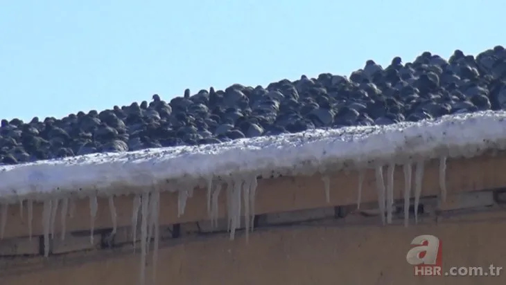 Kar kalınlığı 80 santime ulaştı! Aç kalan kuşlar yem fabrikasına akın etti