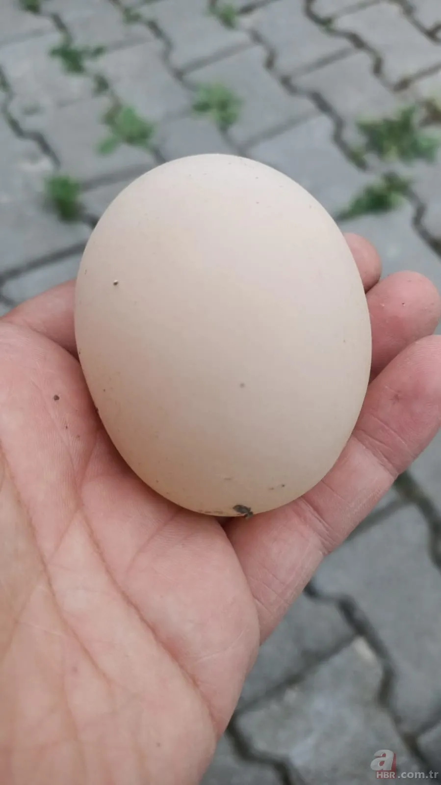 Kümese girdi başına talih kuşu kondu! Tavuğu servet yumurtladı 6