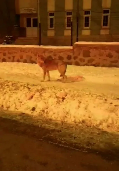 Aç kalan kurtlar şehre indi! Yiyecek arayan kurtlar böyle görüntülendi - 3