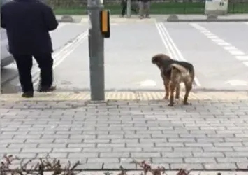 Sokak köpeğinden trafik dersi