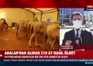 A Haber gündeme getirmişti! Adalardan alınan 219 at nasıl telef edildi? İBBnin sorumsuzluğu...