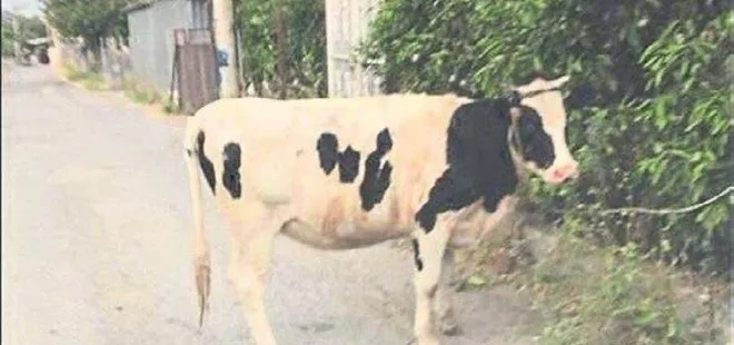 İnekli paylaşıma ceza! Bu fotoğraf başını yaktı