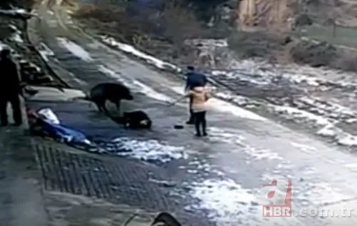 Bilecik’te 220 kiloluk dev domuz avcıya saldırdı! O anlar kamerada 10