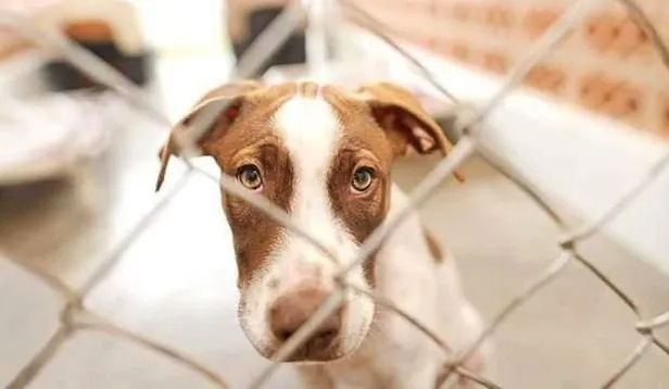 Hayvan hakları yasasında neler var? Yeni Hayvan Hakları yasası neleri kapsıyor, cezaları ne? İşte maddeleri...