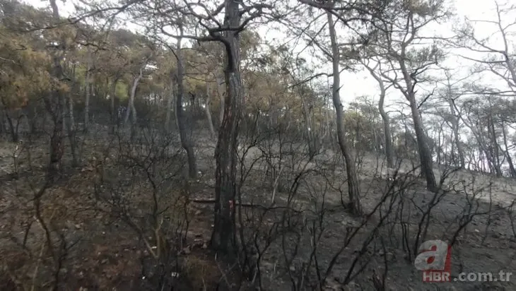 Heybeliada’da yanan alanlar yeşile dönmeye başladı! 13 hektar küle dönmüştü