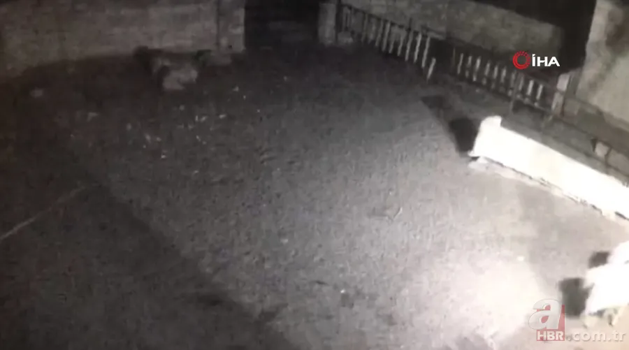 Ağıla girince şoke oldu! Kaçarken tekrar saldırdı… Tek tek saldırıp böyle dehşet saçtı 8