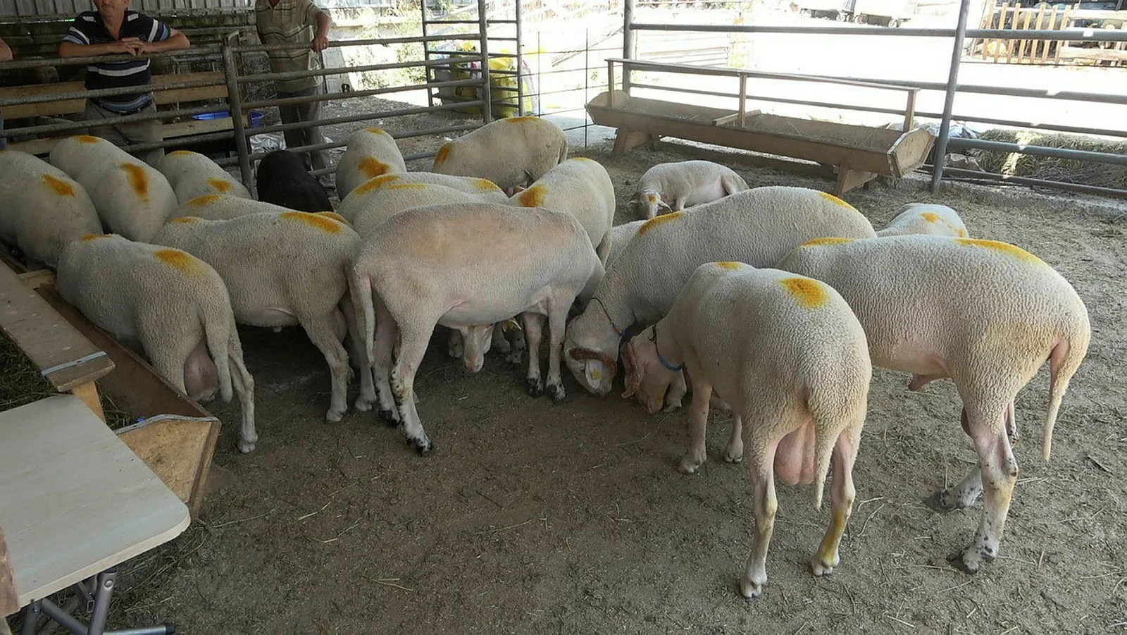 Kurban Bayramı arefesi tatil mi? 8 Mayıs Cuma arefe günü resmi tatil mi? Arefe günü yarım gün mü, tam gün mü tatil olacak?