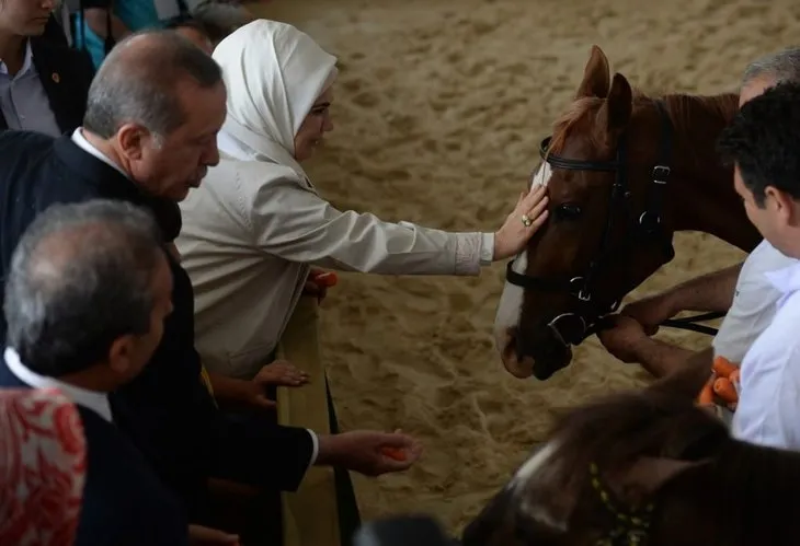 Katar emirinden Cumhurbaşkanı’na sürpriz: 53 tane Arap atı gönderdi