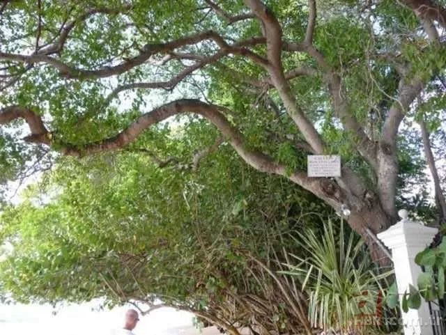 Dünyanın en ölümcül bitkileri 25