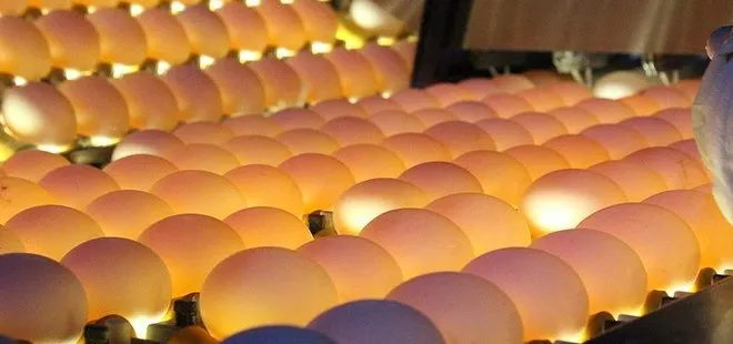 Türkiye’deki yumurtalarda fipronil çıkmadı