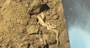 Havalar ısınınca ortaya çıktılar! Dansları kamerada