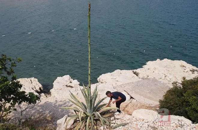 Mersinliler şaşkın! 50 yıldır kimse fark etmedi! 🌱25 günde 4 metreyi geçti 5
