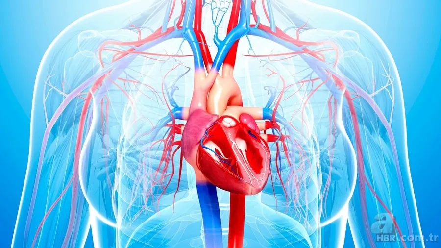 Aort damarı yırtıldığında ne olur? Aort damarı yırtılması nedir, neden olur? Belirtileri ve tedavi yöntemleri 2